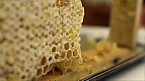 Bild einer Bienenwabe aus ''Die Stadtbiene'' Bild: Bild einer Bienenwabe aus ''Die Stadtbiene''